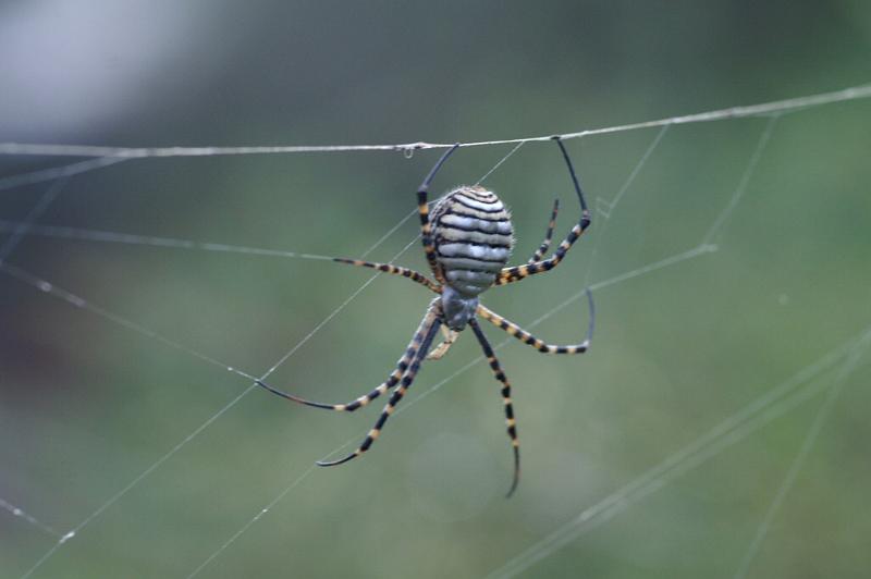 Argiope_trifasciata_D3242_Z_80_Valle Gran Rey_Spanje.jpg